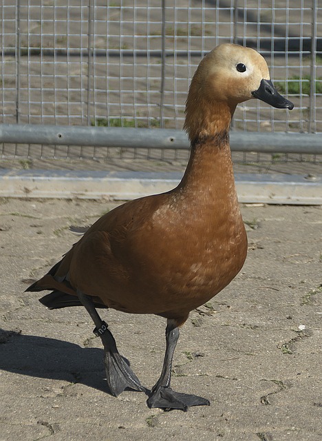 他們在夏窗